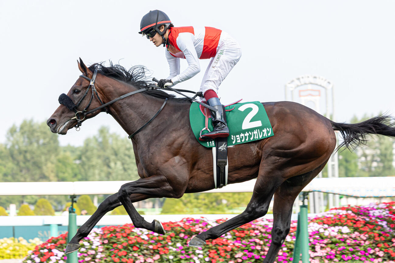 札幌2歳Sを快勝したショウナンガレオンと鮫島駿騎手（2026年9月撮影）