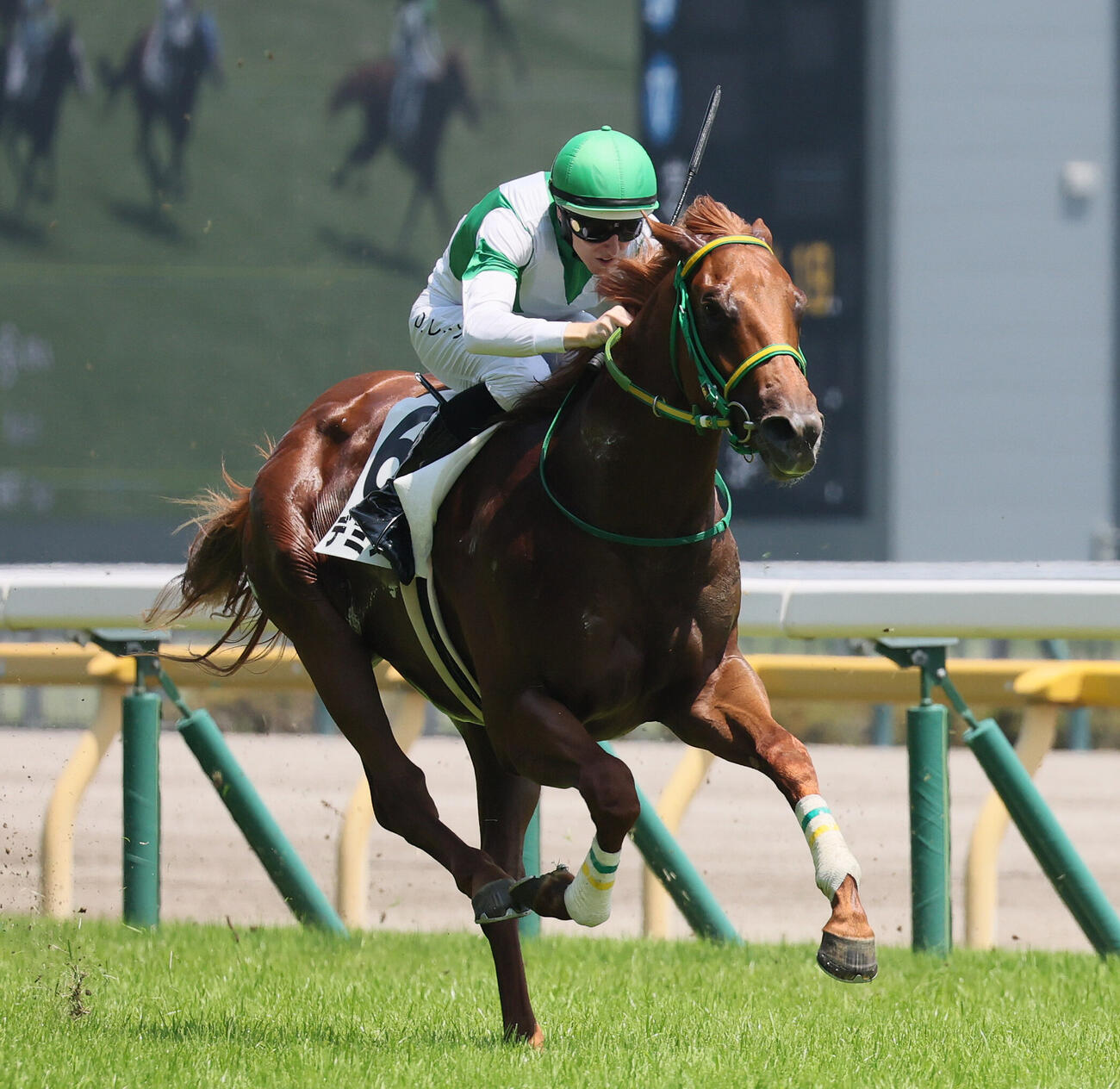 2歳新馬戦を制したデミアンとダミアン・レーン騎手（2026年6月撮影）