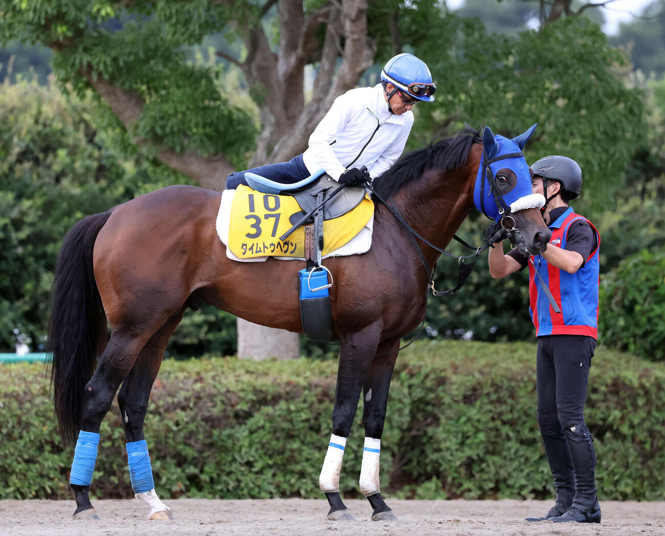 タイムトゥヘヴンと下馬する柴田善臣騎手（2024年撮影）