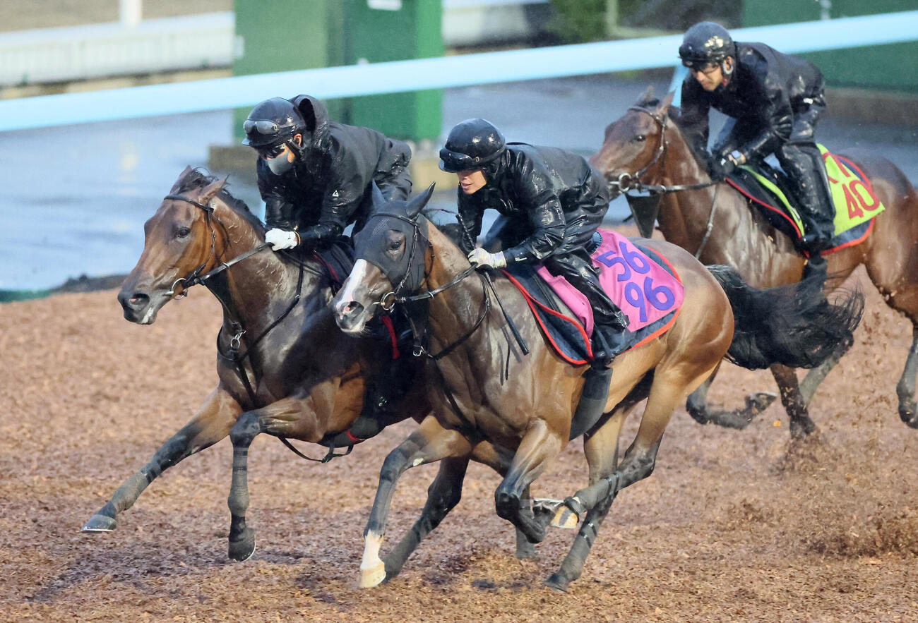 レガレイラ（左）は美浦ウッドでルージュボヤージュ（右）、ジュベルシャムスと併せて追い切られた