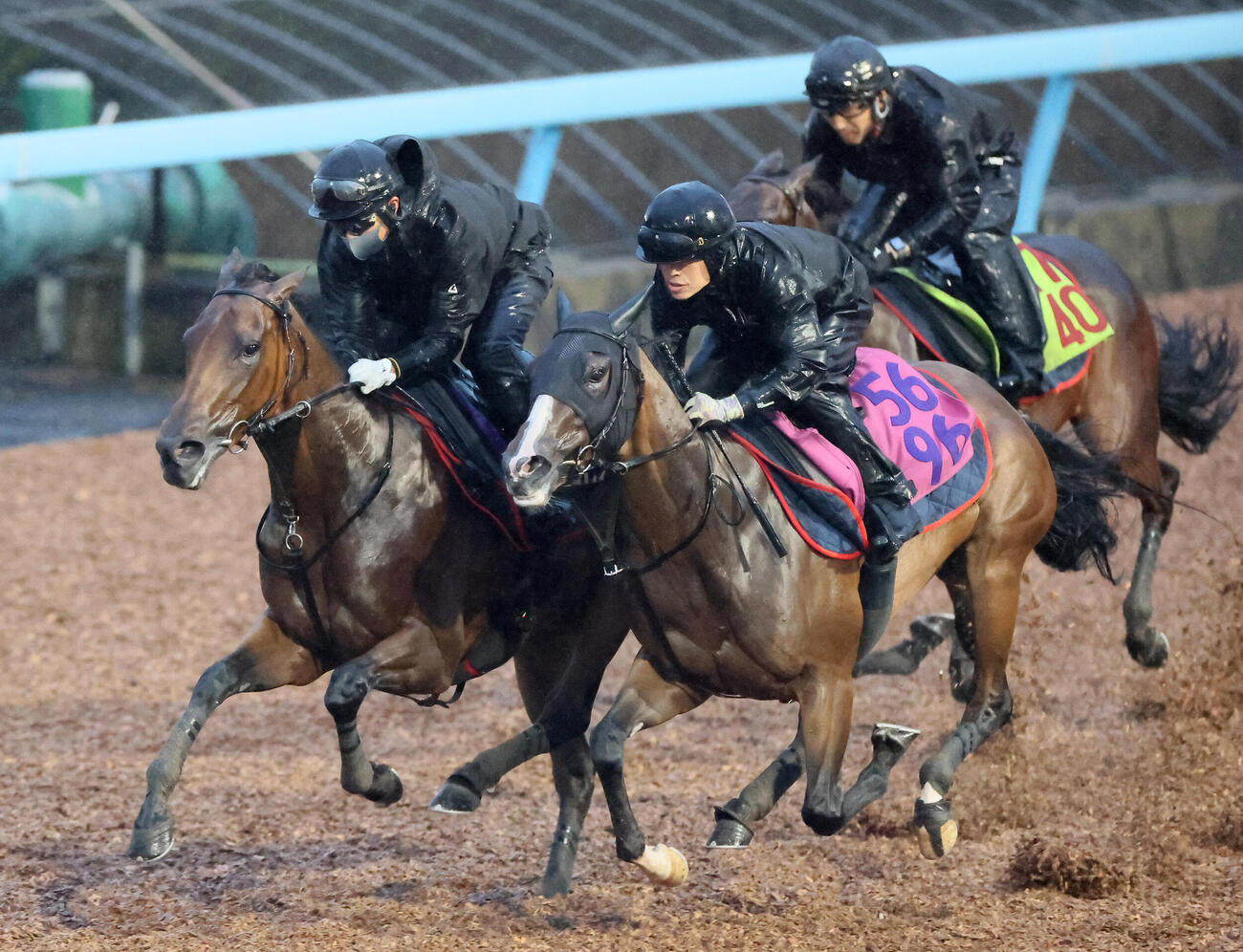レガレイラ（左）は美浦ウッドでルージュボヤージュ（右）、ジュベルシャムスと併せて追い切られた