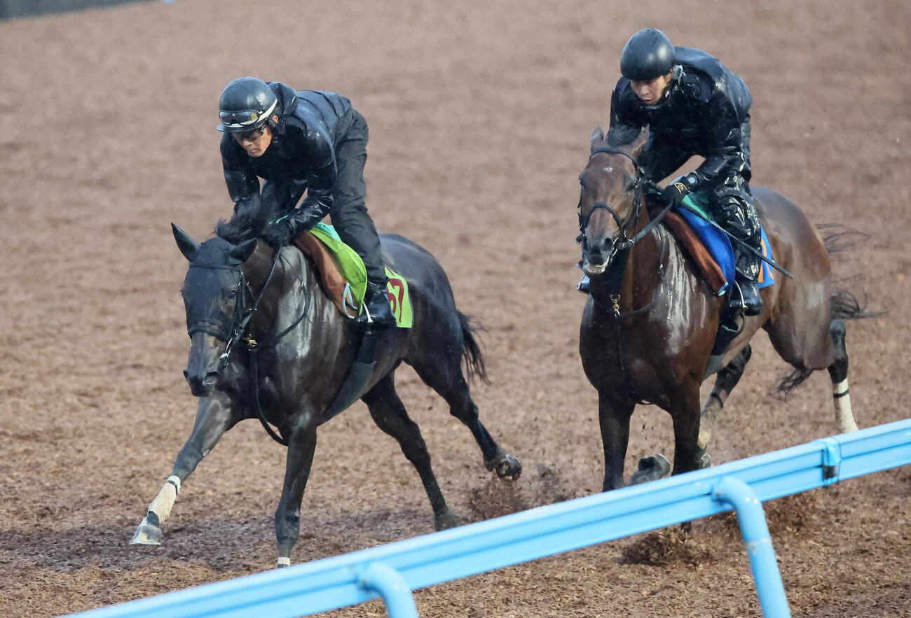 16日、プルヴィナル（左）はデビュー戦に向けて美浦ウッドで追い切られた