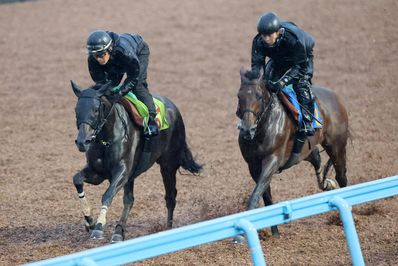 16日、プルヴィナル（左）はデビュー戦に向けて美浦ウッドで追い切られた