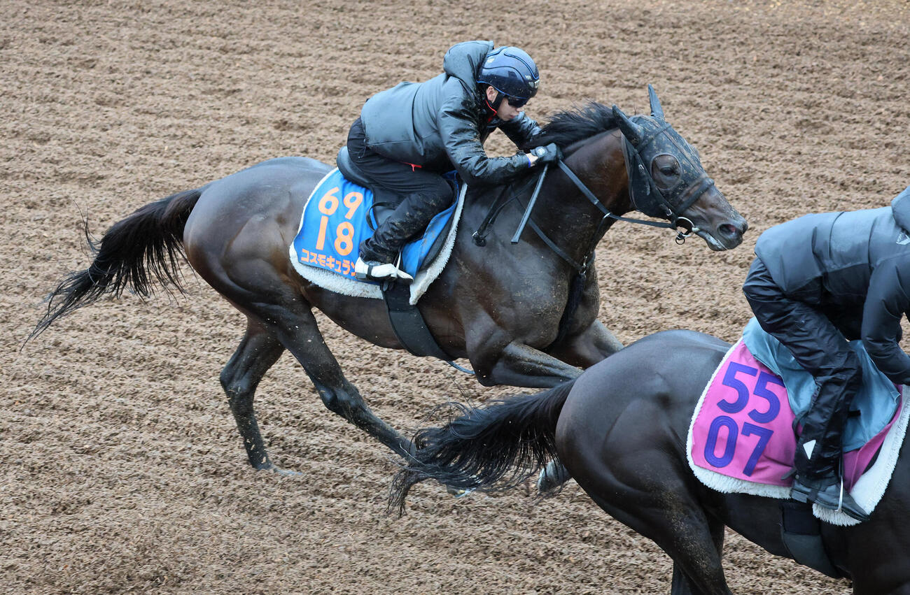 コスモキュランダは美浦坂路でフュルスティンと併せて追い切られた（撮影・丹羽敏通）