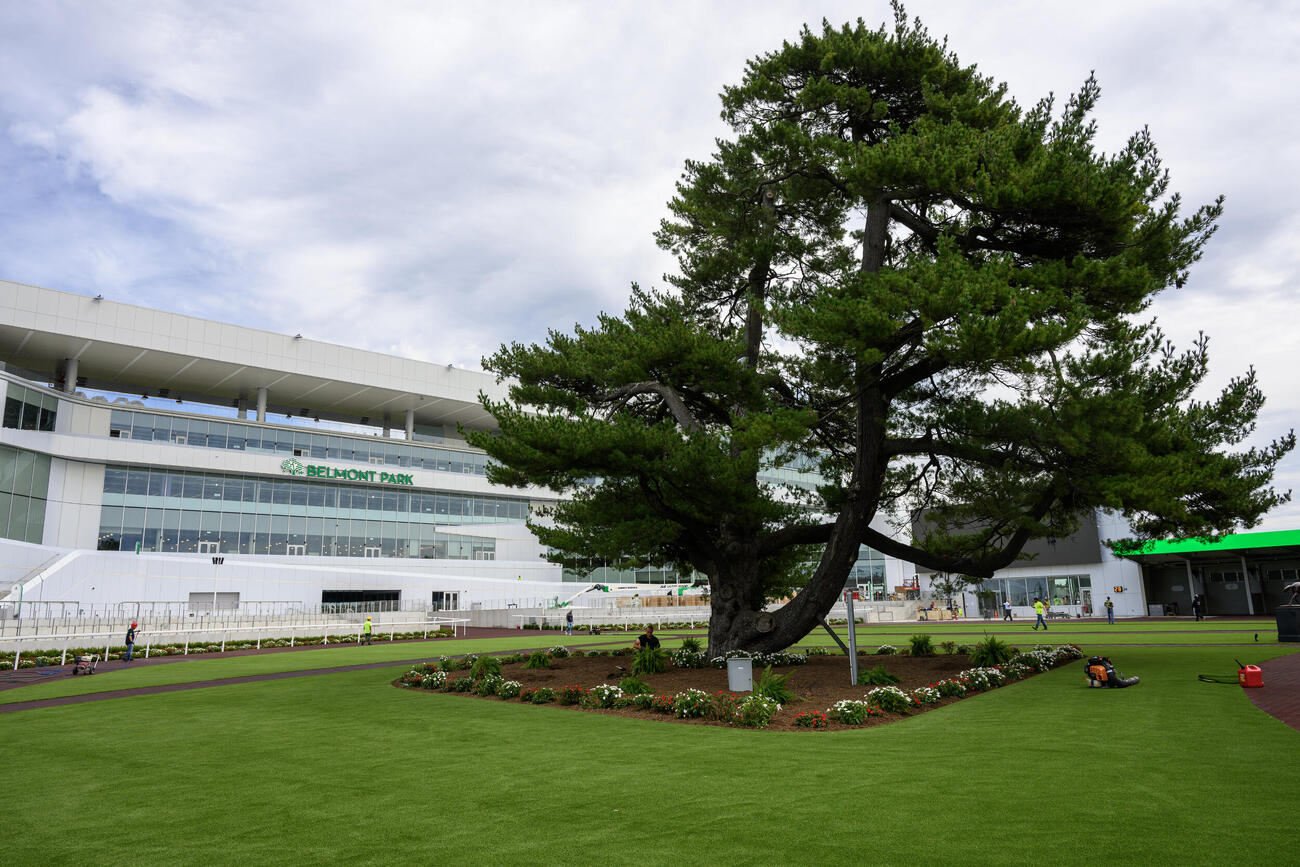 ベルモントパーク競馬場のパドックの白松（（C）NYRA）