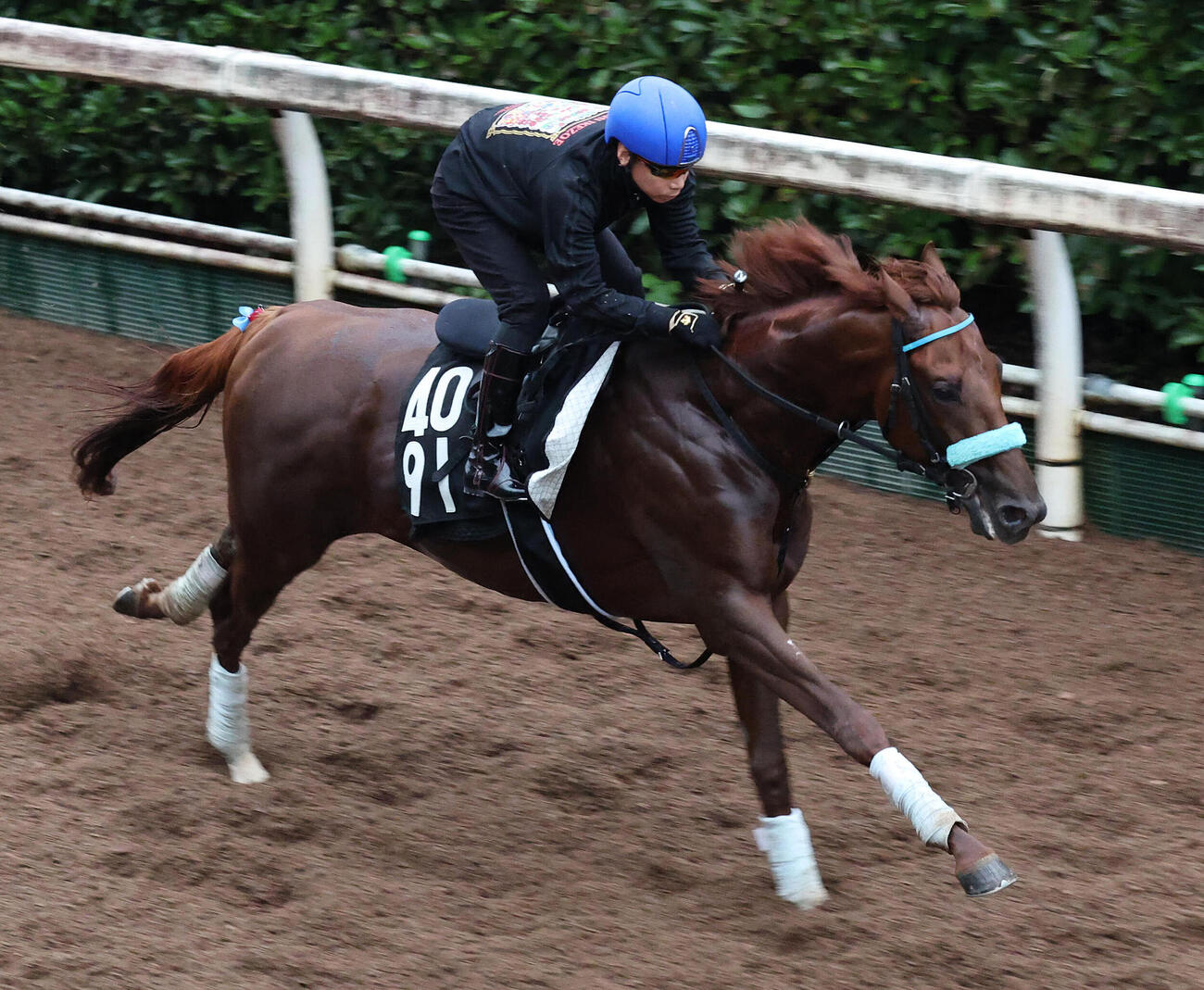17日、池添謙一騎手を背に坂路を単走で追い切るショウナンハヤナミ