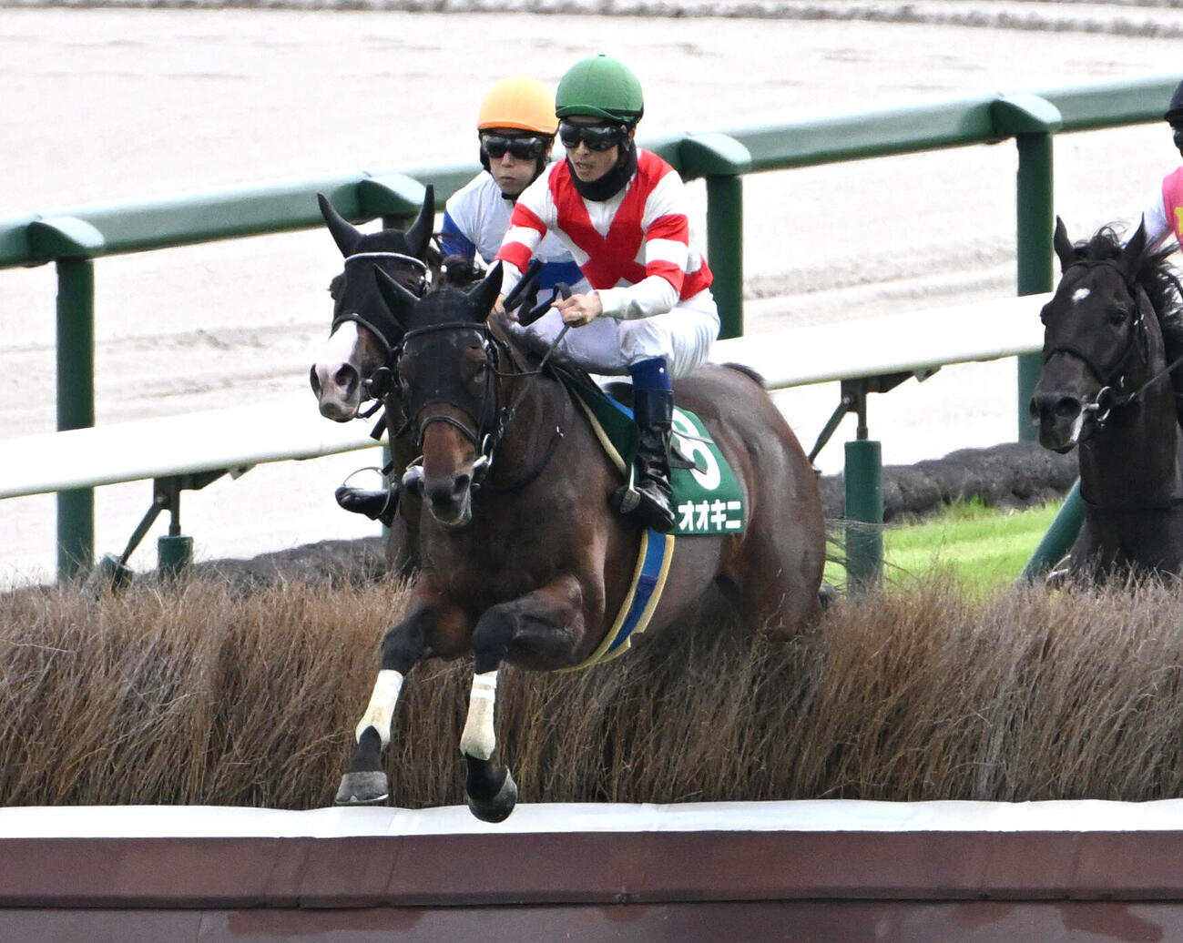 阪神ジャンプステークスを制したオオキニ（撮影・石井愛子）