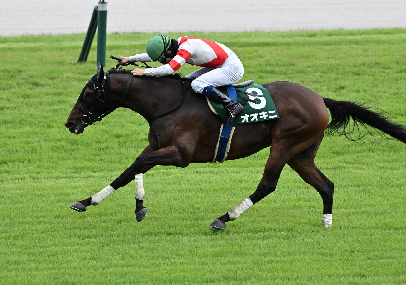 阪神ジャンプステークスを制したオオキニ（撮影・石井愛子）