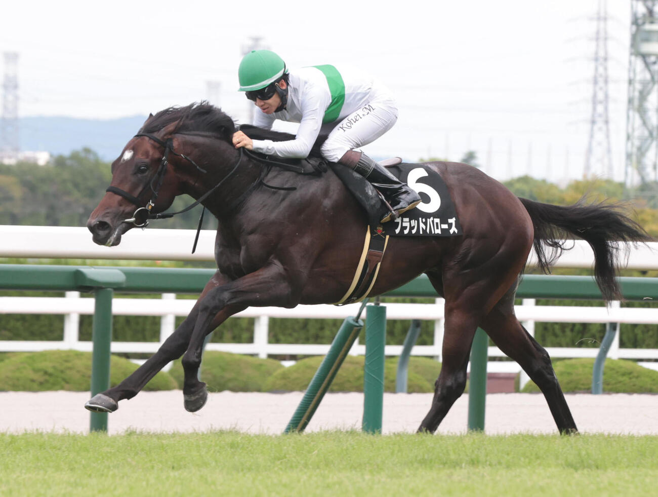 野路菊ステークスを制したブラッドバローズ（撮影・石井愛子）