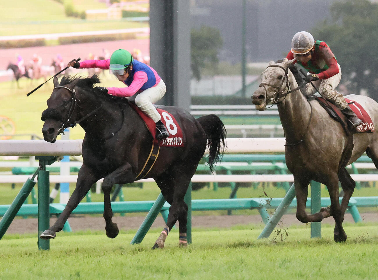 オールカマーを制したメイショウゲキリンと田辺裕信騎手（左）。右は2着キャントウェイト（撮影・丹羽敏通）
