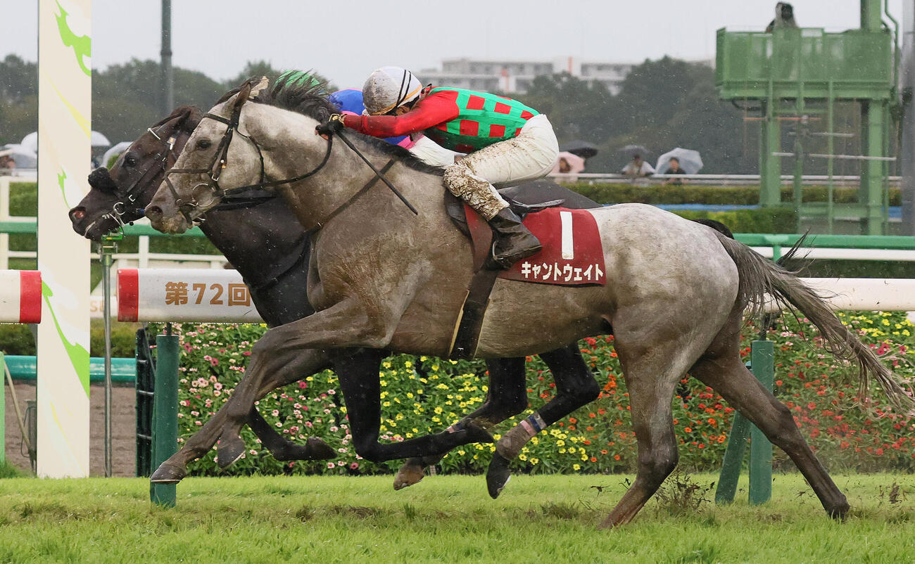 オールカマー2着に入ったキャントウェイト。奥は勝ったメイショウゲキリン（撮影・丹羽敏通）