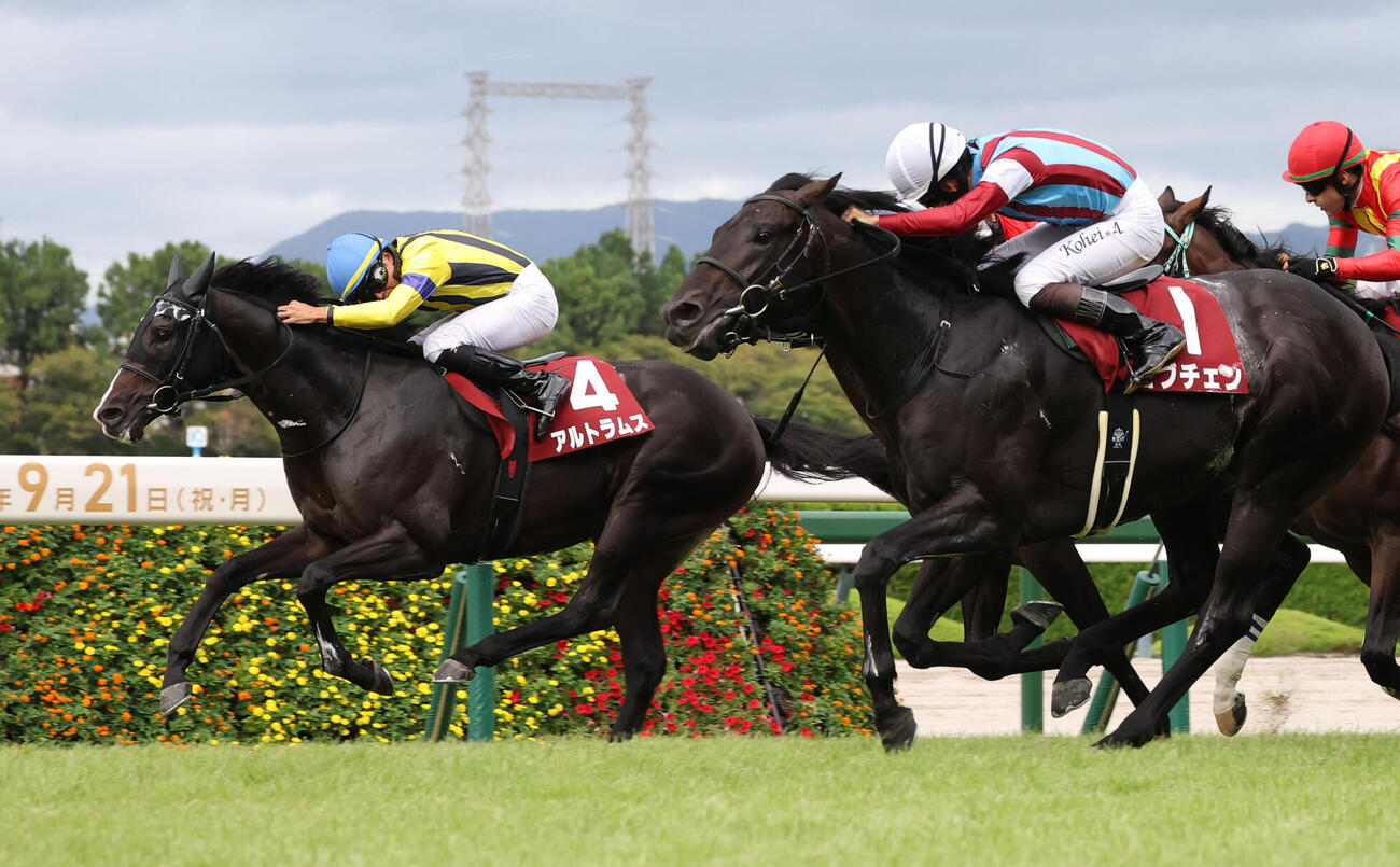 神戸新聞杯2着に入ったアルトラムス（左）。手前は勝ったロブチェン（撮影・白石智彦）