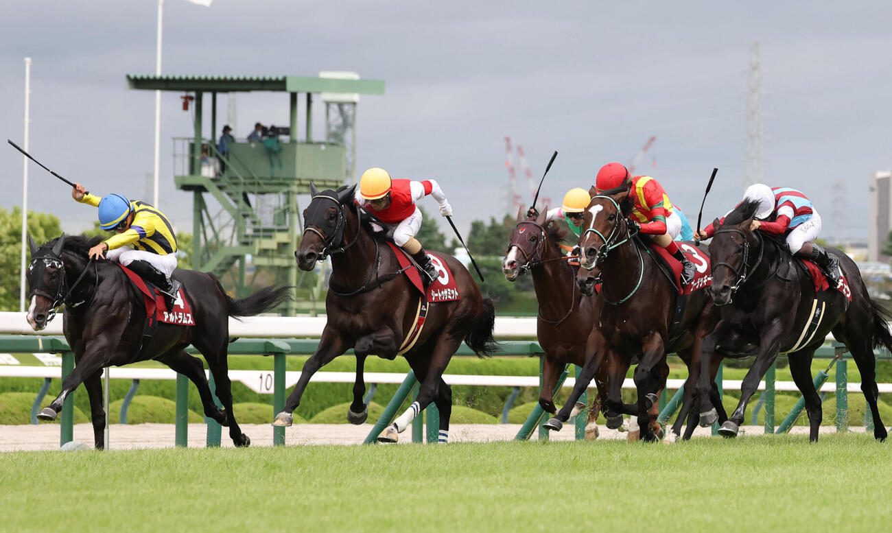 神戸新聞杯3着に入ったシートゥサミット（左から2頭目）。右は勝ったロブチェン（撮影・白石智彦）