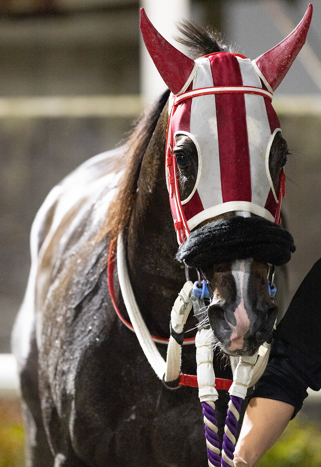 岩手競馬の3冠牝馬セイクリスティーナ（提供・岩手県競馬組合）