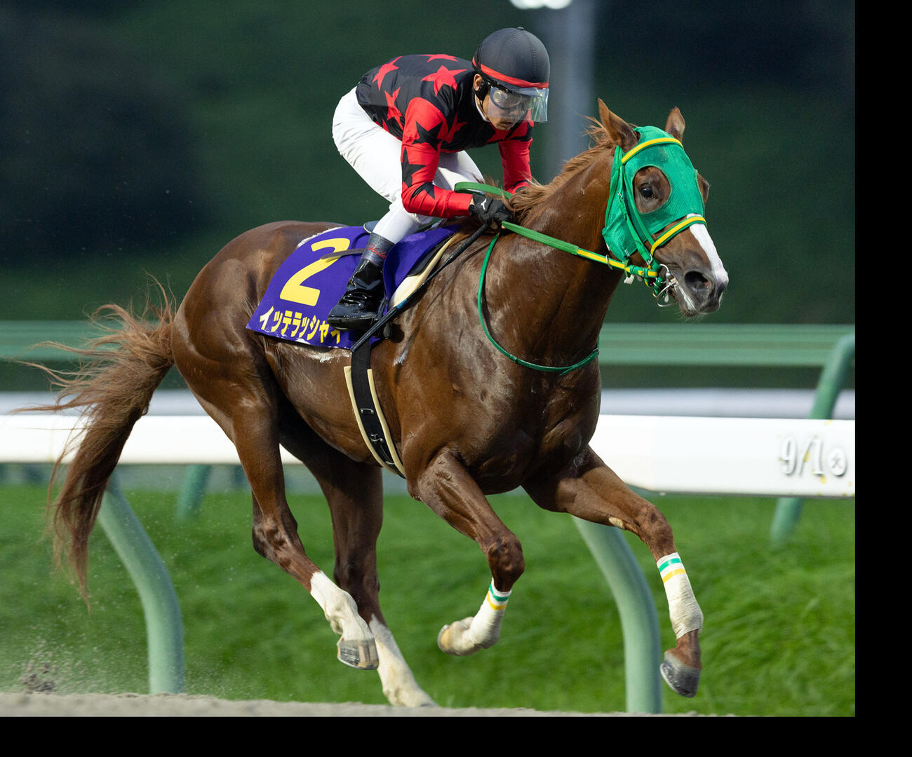 不来方賞を制したイッテラッシャイ（2026年9月1日撮影）