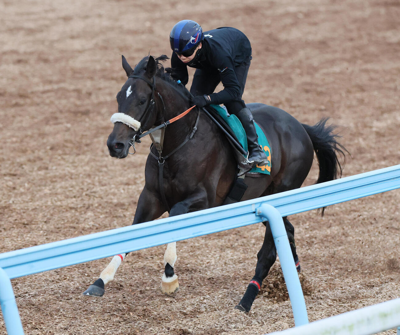 ジョドレルバンクは三浦皇成騎手を背に美浦ウッドを単走で追い切られた（撮影・丹羽敏通）