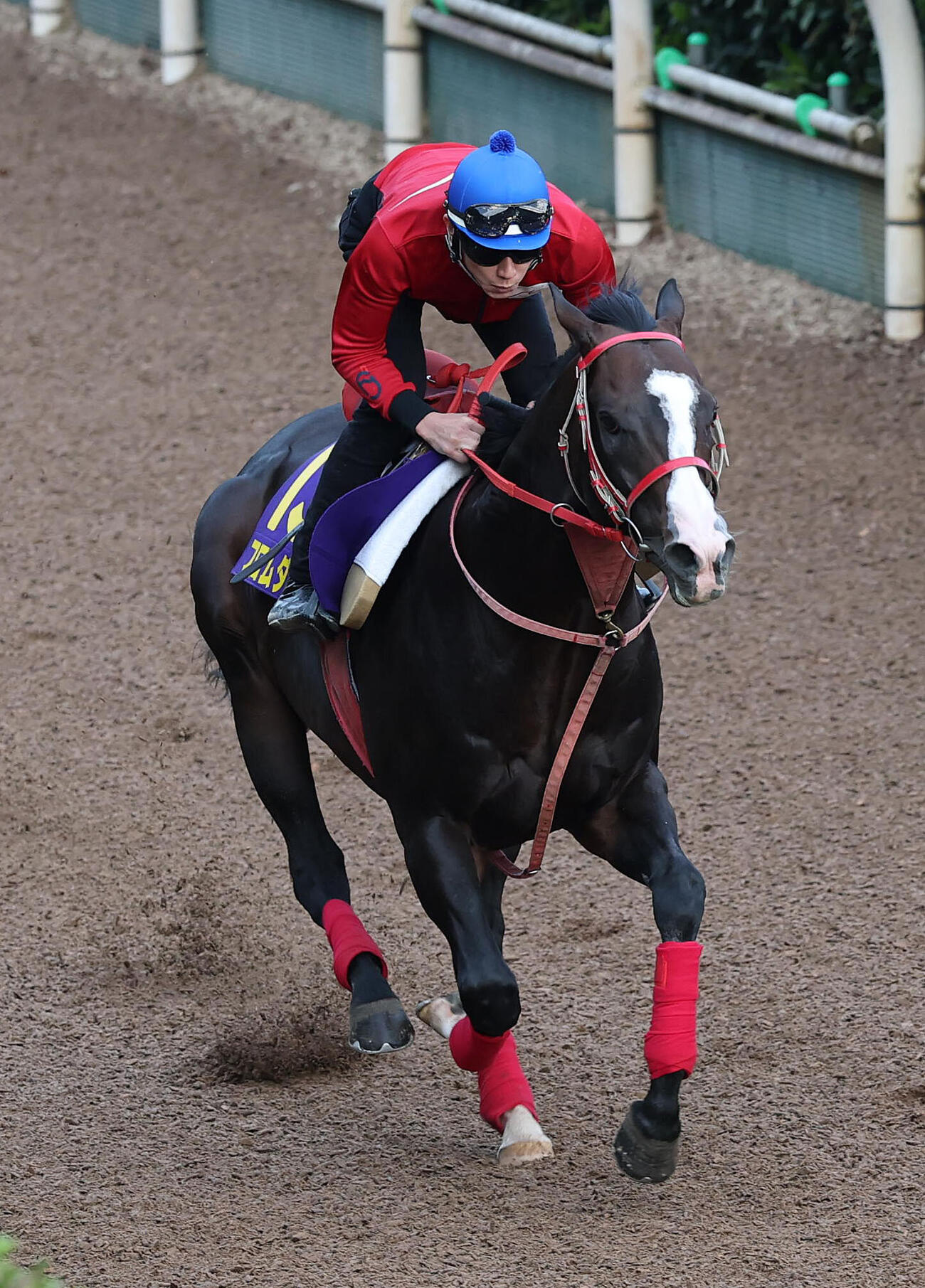 中井裕二騎手を背に坂路を単走で追い切るフロムダスク（撮影・白石智彦）