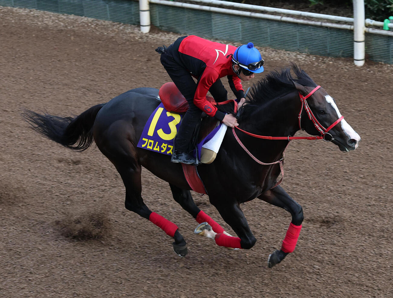 中井裕二騎手を背に坂路を単走で追い切るフロムダスク（撮影・白石智彦）