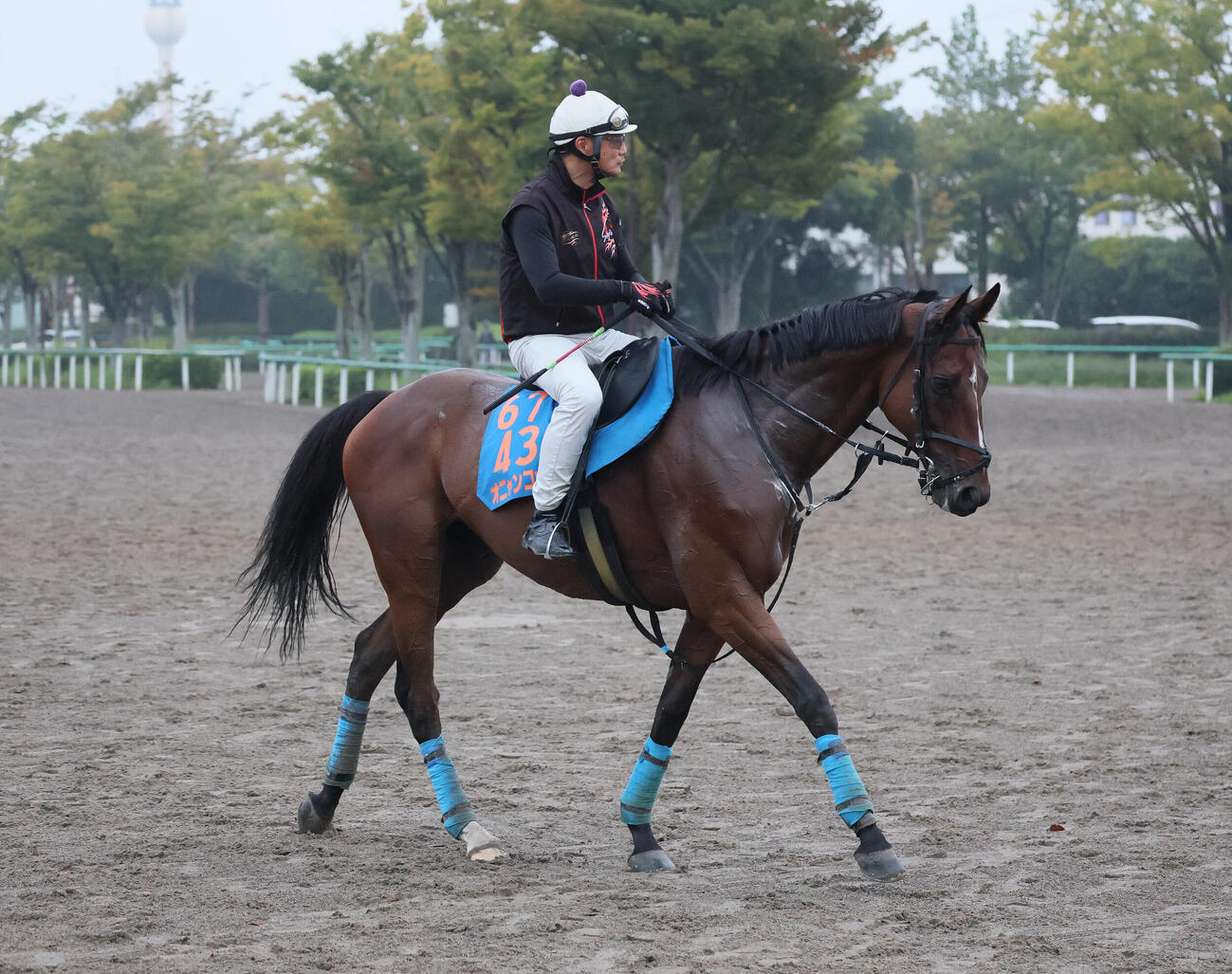 調教を終えて馬場を出るオニャンコポンと小島茂之調教師（撮影・丹羽敏通）
