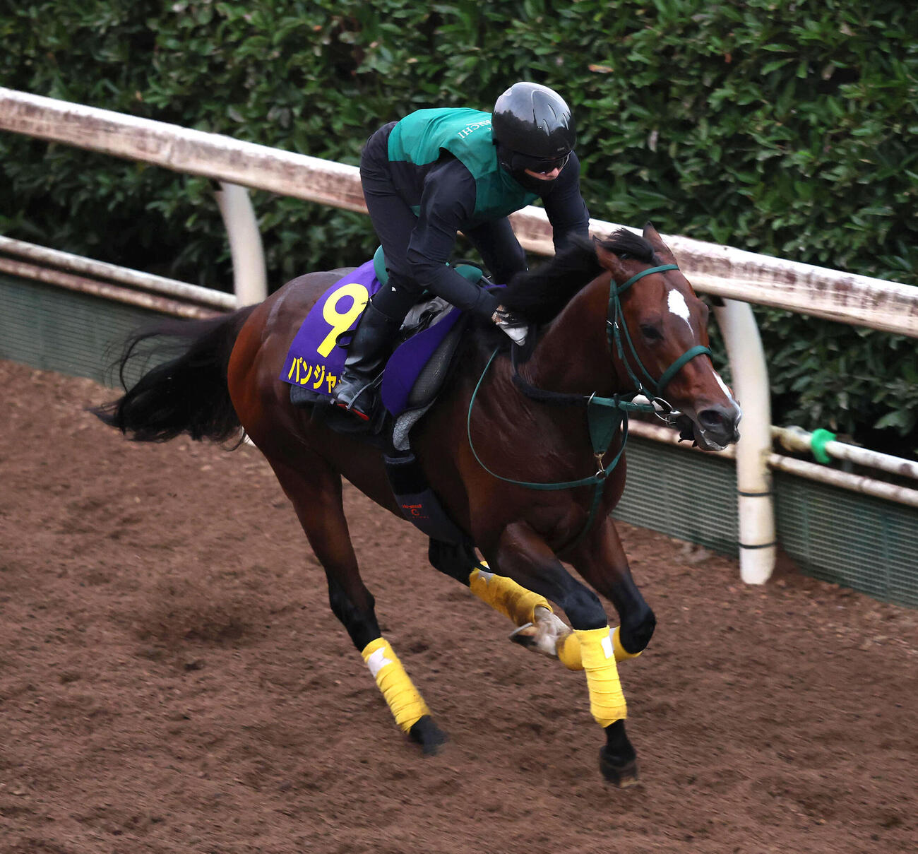 24日、坂路を単走で追い切るパンジャタワー