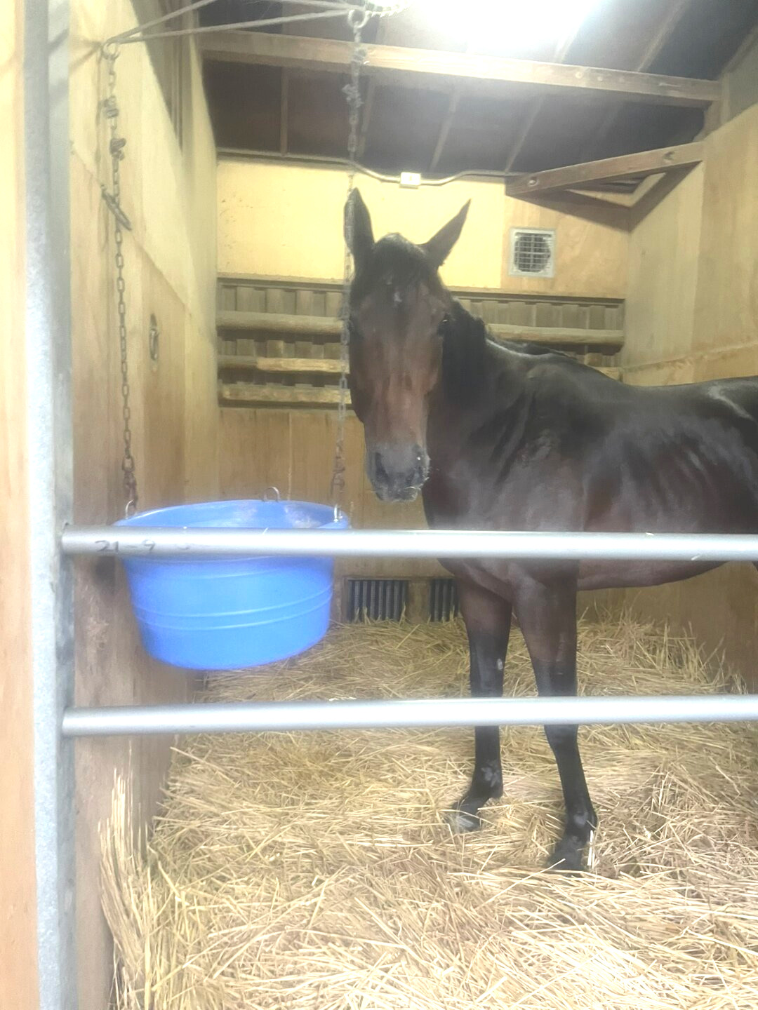 中山競馬場到着後、馬房でくつろぐフリッカージャブ