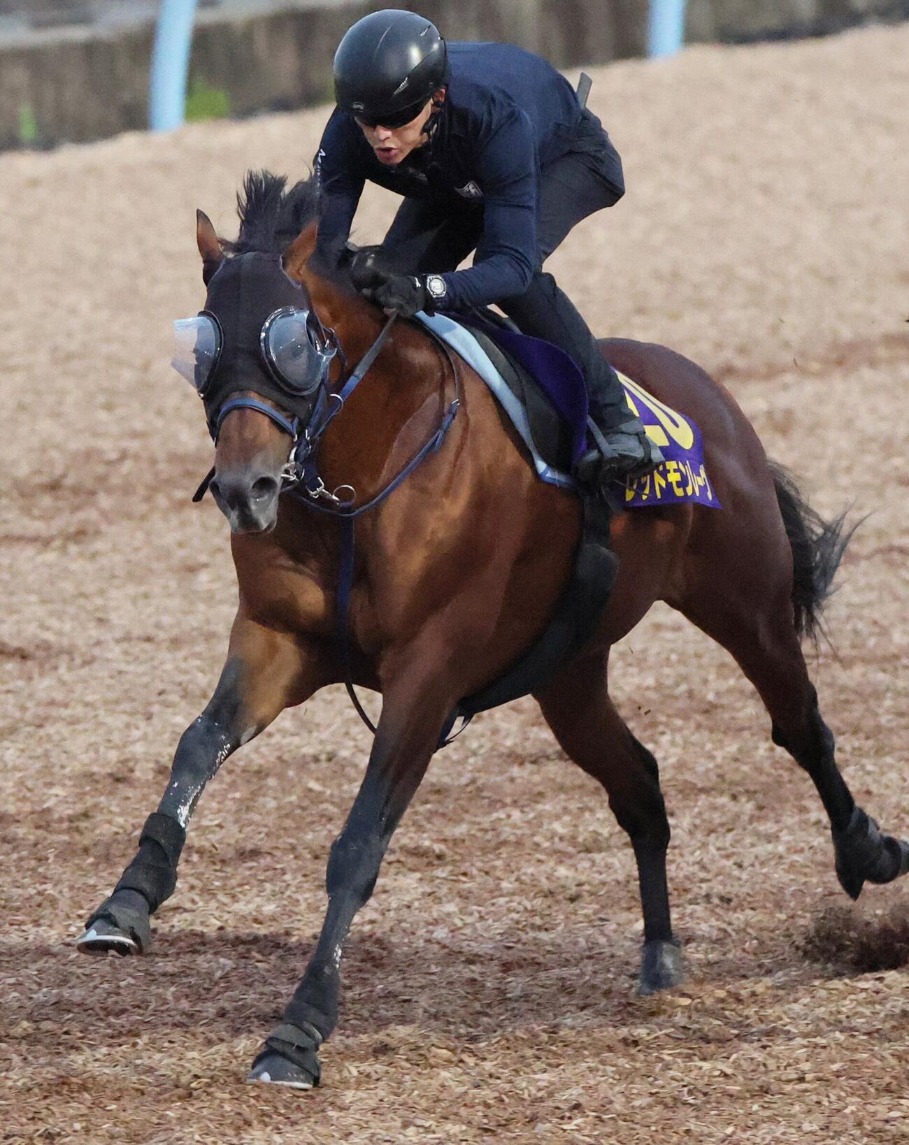 23日、レッドモンレーヴは美浦ウッドを併せ馬で追い切られた