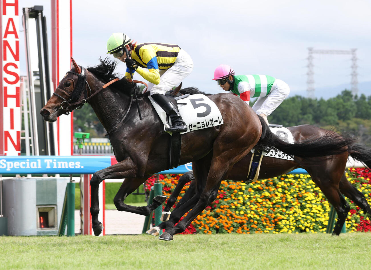 阪神2R、2歳未勝利を勝ち上ったセーニョレガーレ（手前）。鞍上の斎藤新騎手はJRA通算300勝を達成する（撮影・白石智彦）