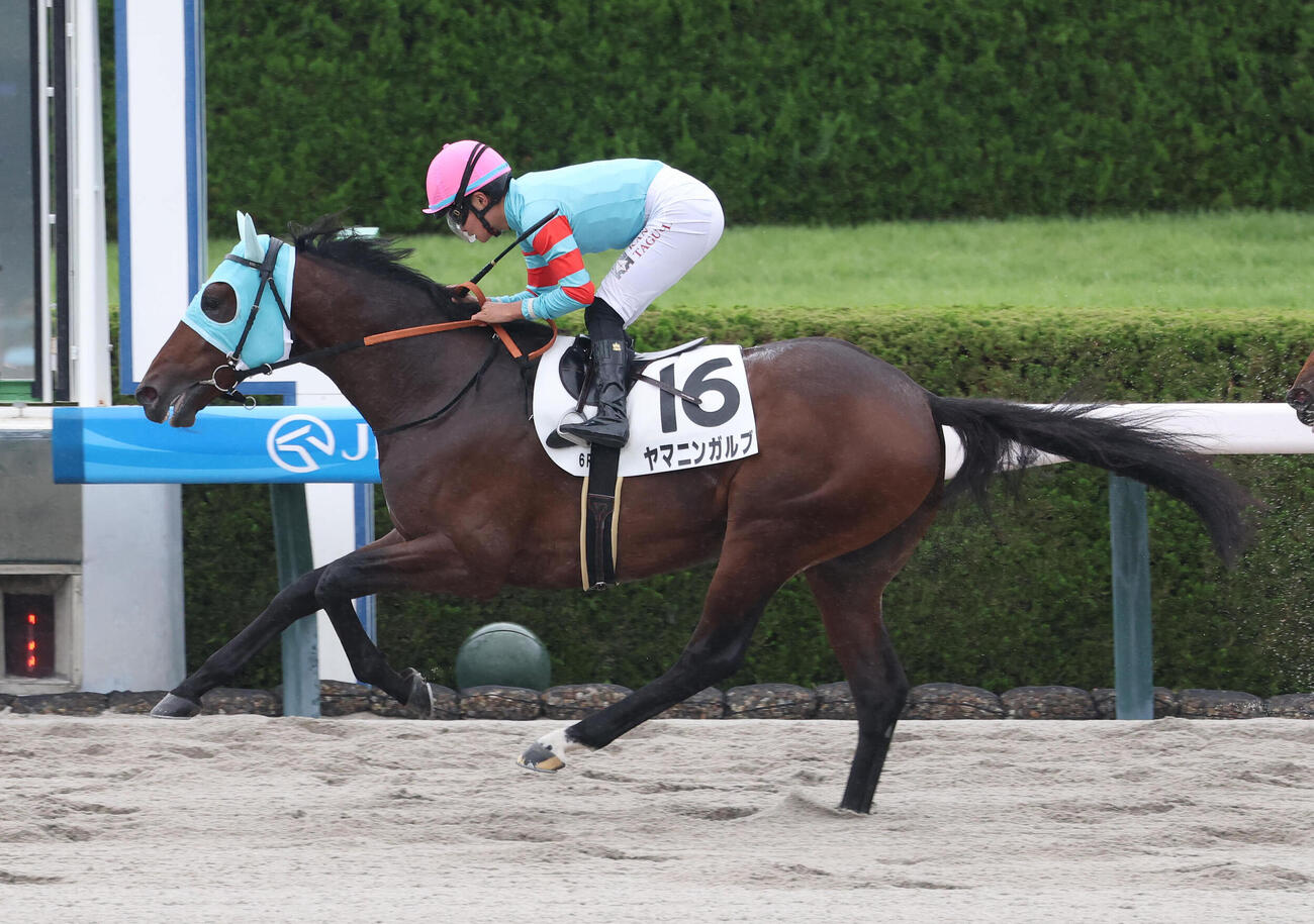 阪神6R、逃げたアメリカンステラを差し切って新馬戦を制したヤマニンガルブ（撮影・白石智彦）