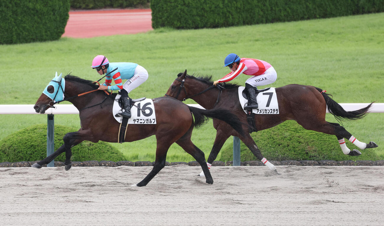 阪神6R、逃げたアメリカンステラ（右）を差し切って新馬戦を制したヤマニンガルブ（撮影・白石智彦）