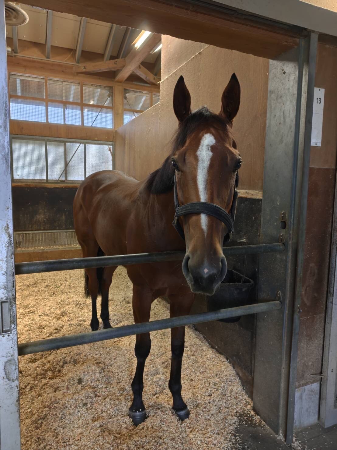 スプリンターズS優勝翌日、馬房で元気な姿を見せるピューロマジック