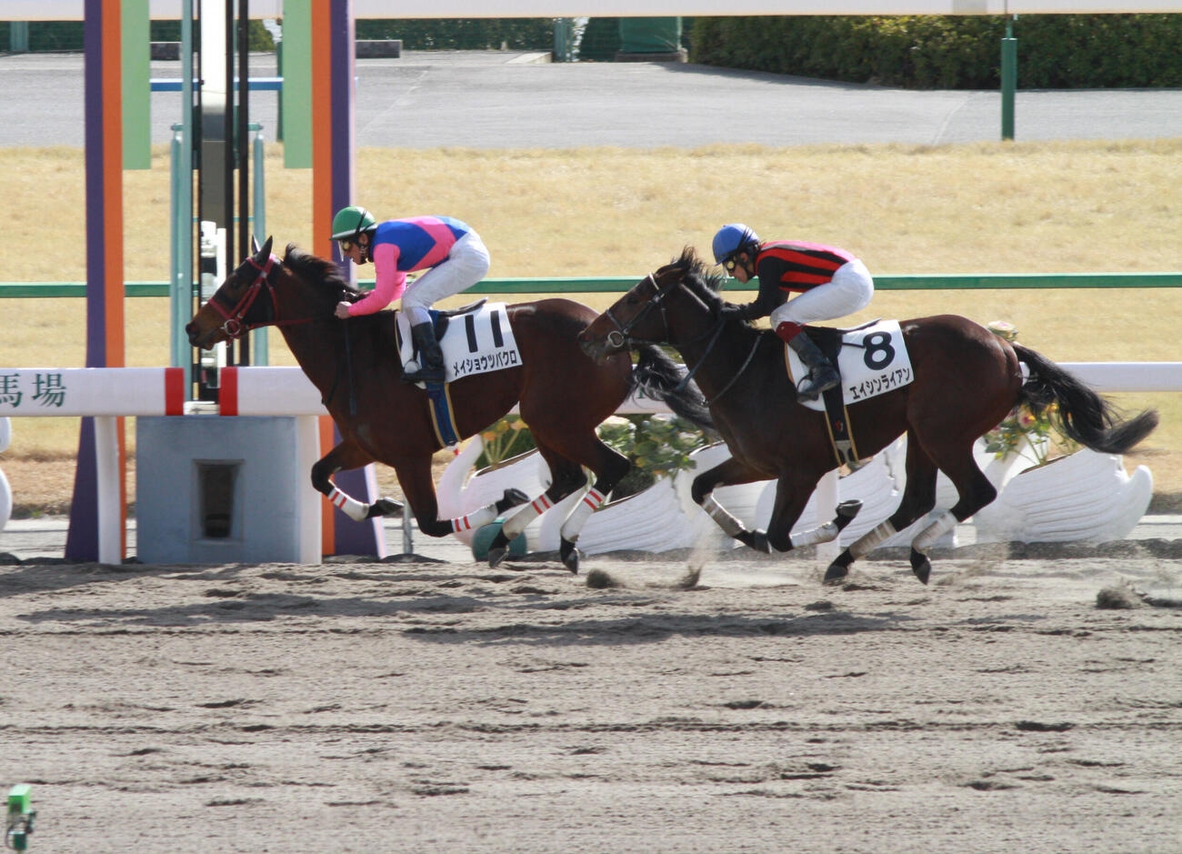 石橋師の騎手時代最後の勝利となるメイショウツバクロでの新馬戦勝利（2013年1月撮影）