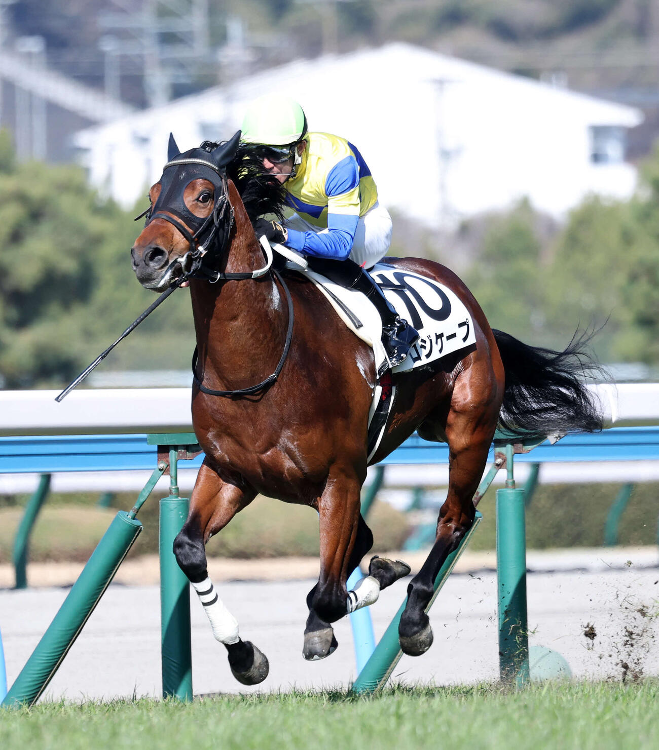 3歳未勝利を制したロジケープと丹内祐次騎手（2026年2月撮影）　