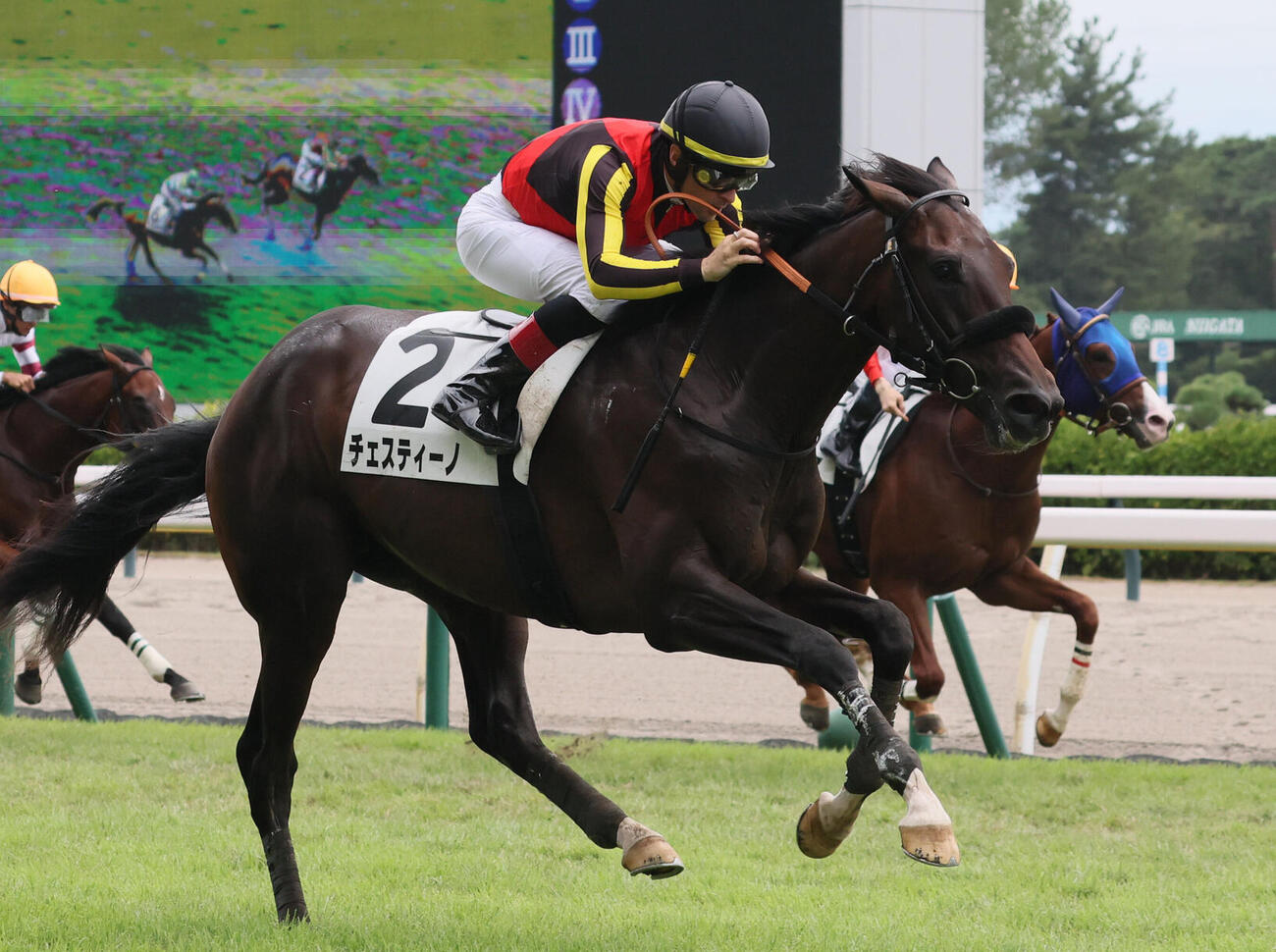 2歳新馬戦を制したチェスティーノ（2026年8月30日撮影）
