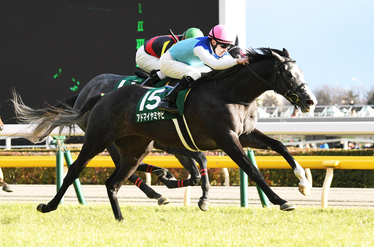 アドマイヤミヤビ（手前）はアエロリットを半馬身かわしクイーンCを制した（2017年2月撮影）