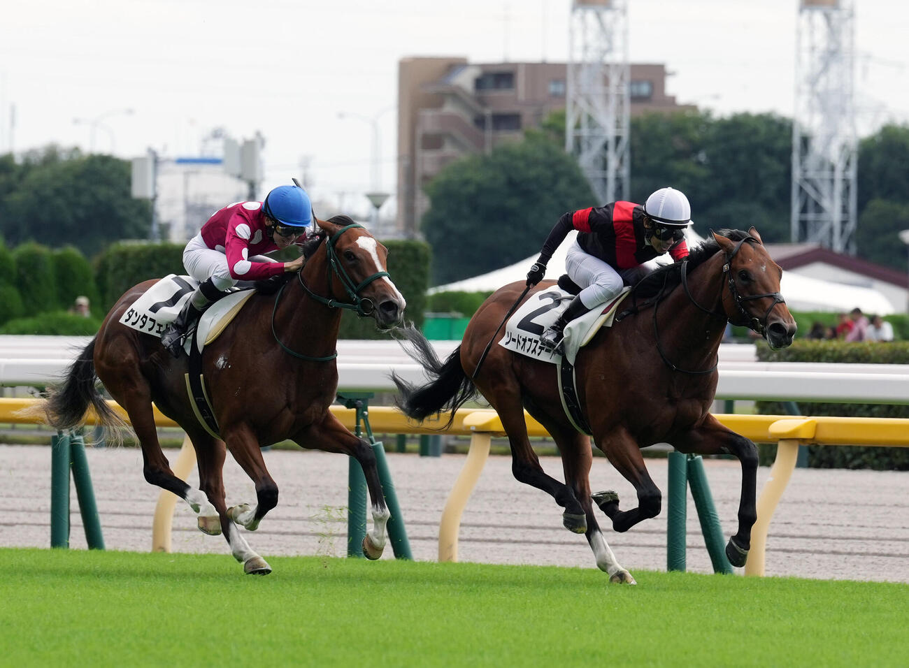東京3R 2歳新馬戦を制したソードオブステートと田辺裕信騎手（右）（撮影・小島史椰）