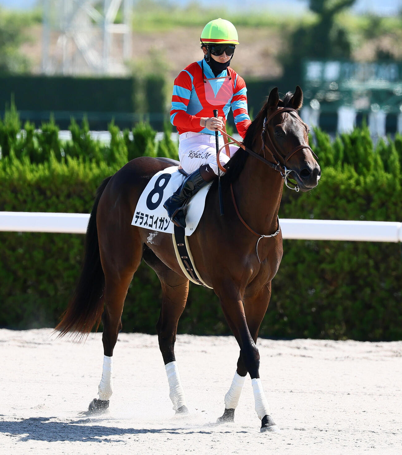 京都4R、新馬戦を制した松山弘平騎手のデラスゴイガン（撮影・加藤哉）