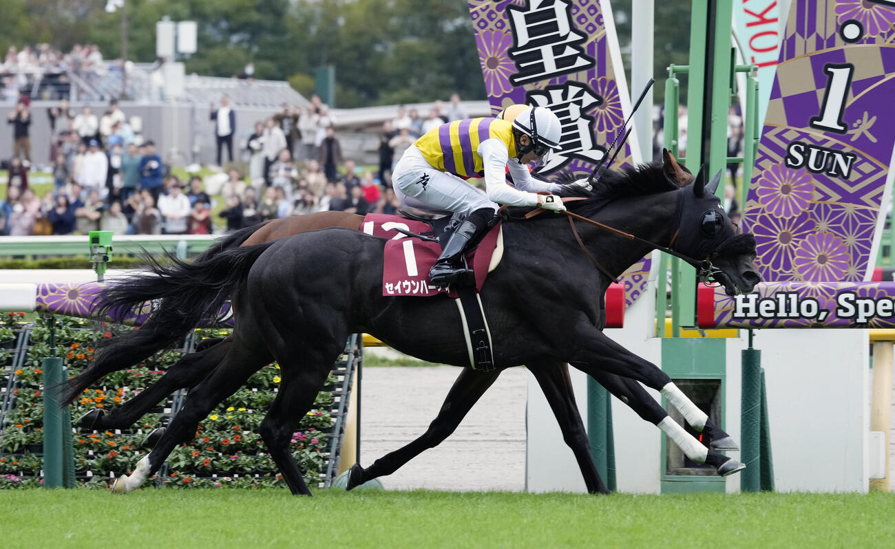 毎日王冠を制したセイウンハーデスと幸英明騎手（手前）（撮影・小島史椰）