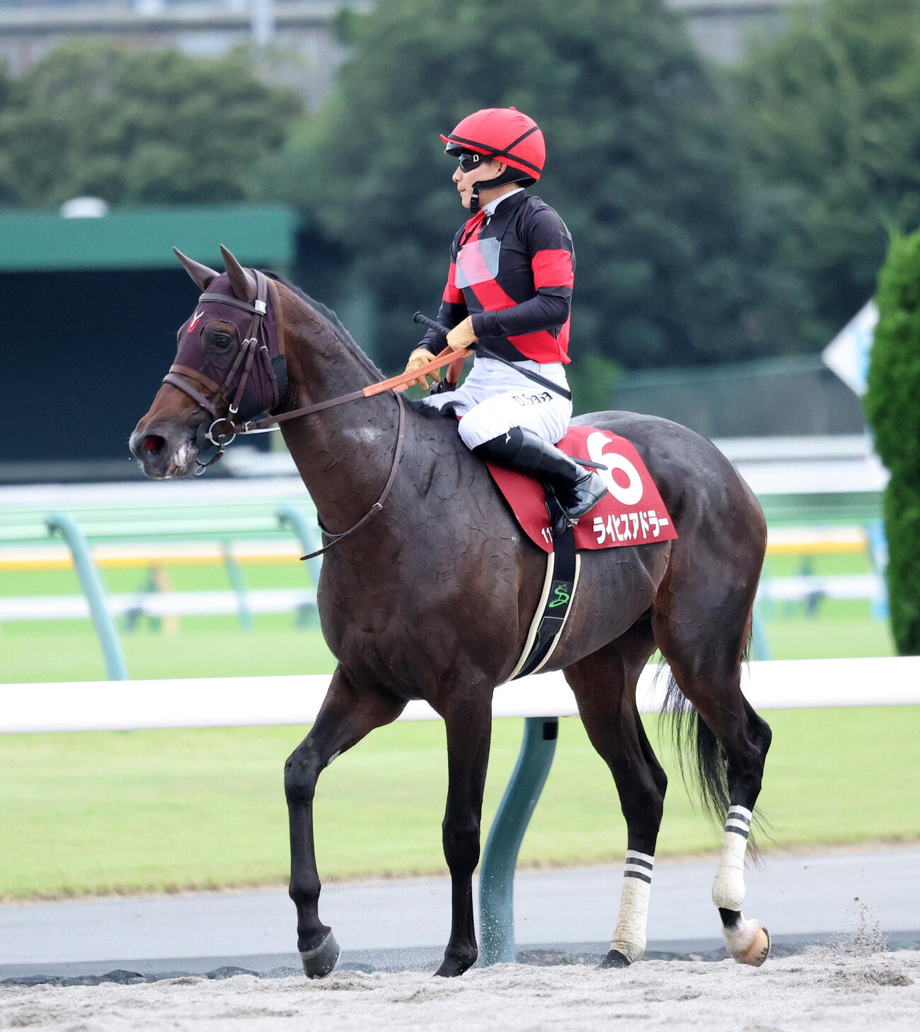 毎日王冠で5着に敗れたライヒスアドラー（撮影・鈴木正人）