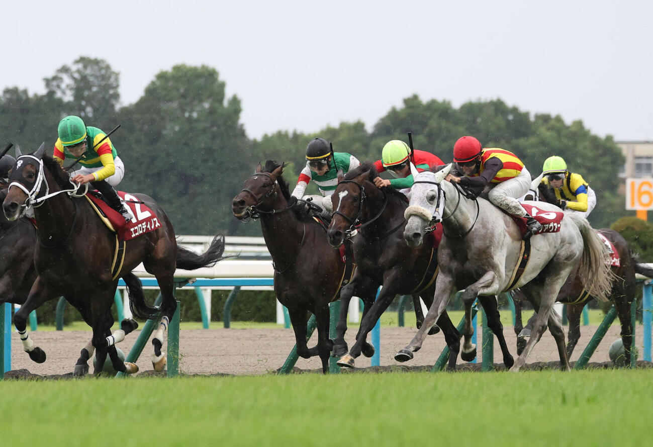 京都大賞典3着に入ったアクアヴァーナル（右）。左は勝ったエコロディノス（撮影・白石智彦）