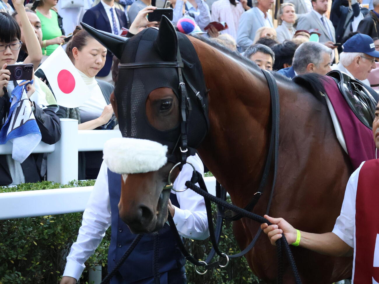 パドックでのメイショウタバル