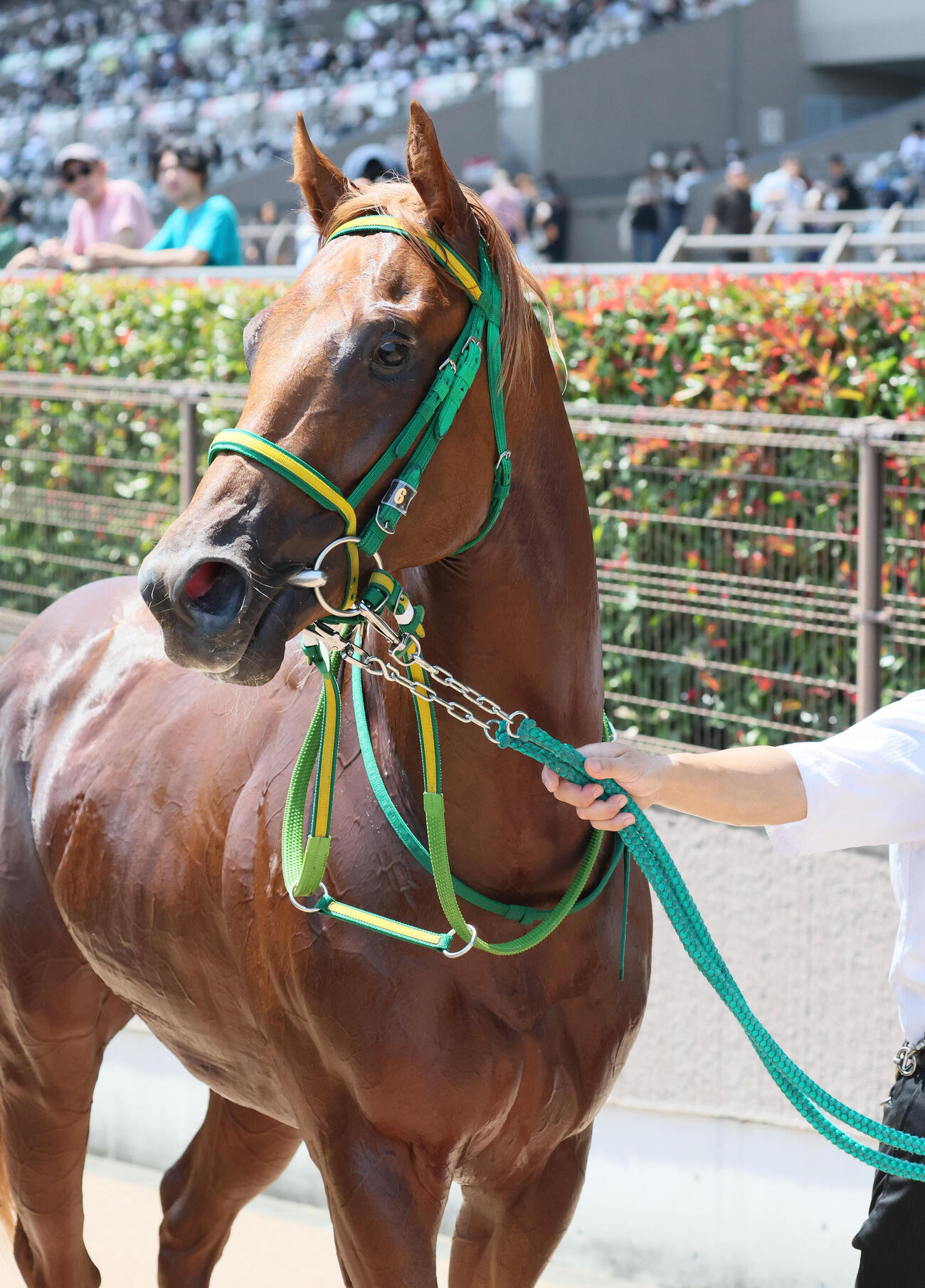 2歳新馬戦を制したデミアン（2026年6月13日撮影）