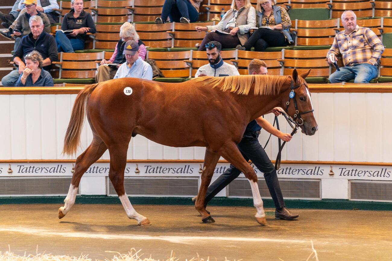 460万ギニーで落札されたナイトオブサンダー産駒（C）Tattersalls