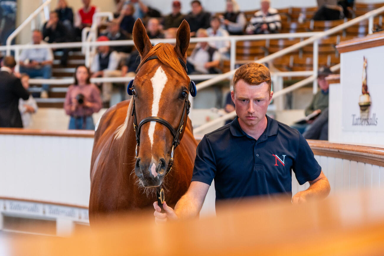 460万ギニーで落札されたナイトオブサンダー産駒（C）Tattersalls