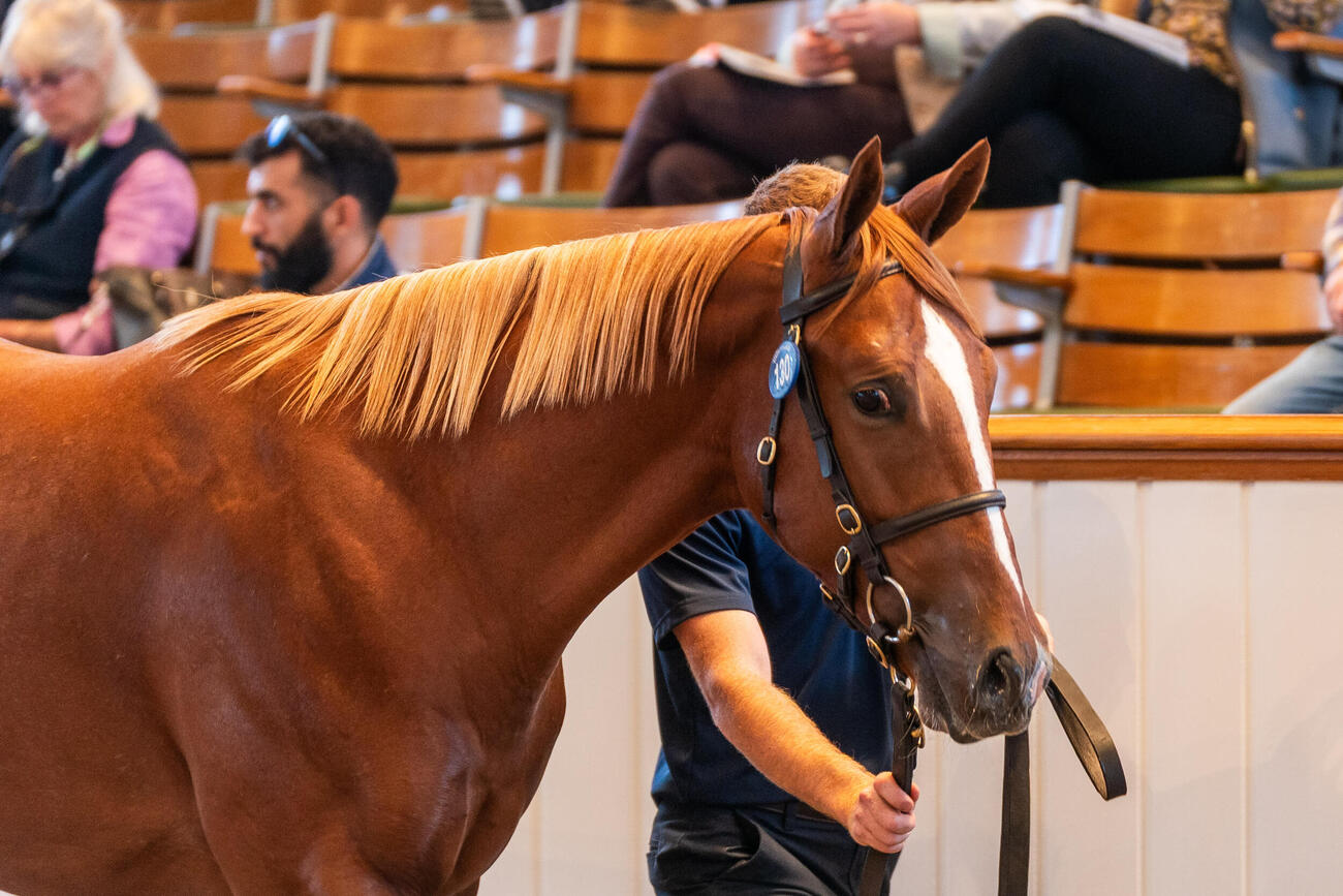 460万ギニーで落札されたナイトオブサンダー産駒（C）Tattersalls