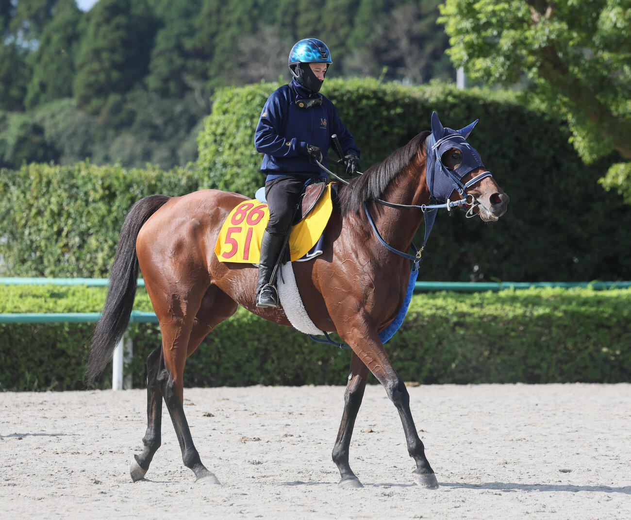 7日、追い切りを終えて馬場を出るカネラフィーナと石川裕紀人騎手