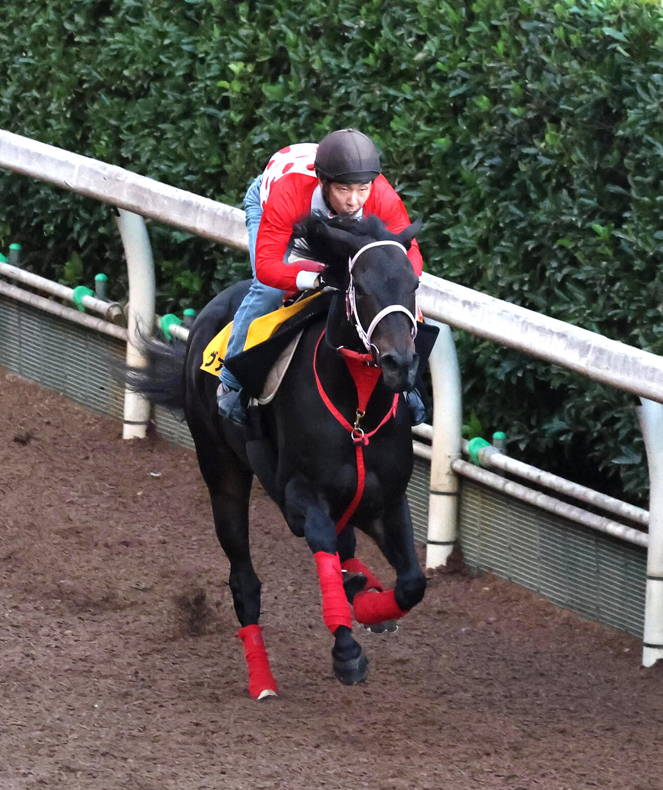 7日、坂路を単走で追い切るラヴァンダ