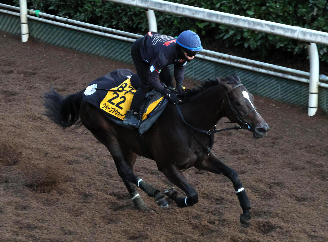 7日、西村淳也騎手を背に、坂路を単走で追い切るクイーンズウォーク