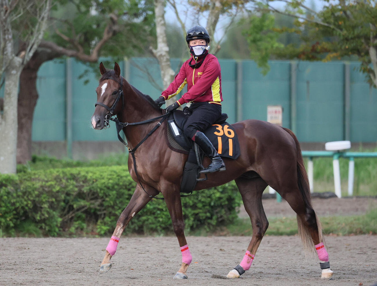 馬場へ向かうベルウッドディープ（撮影・丹羽敏通）