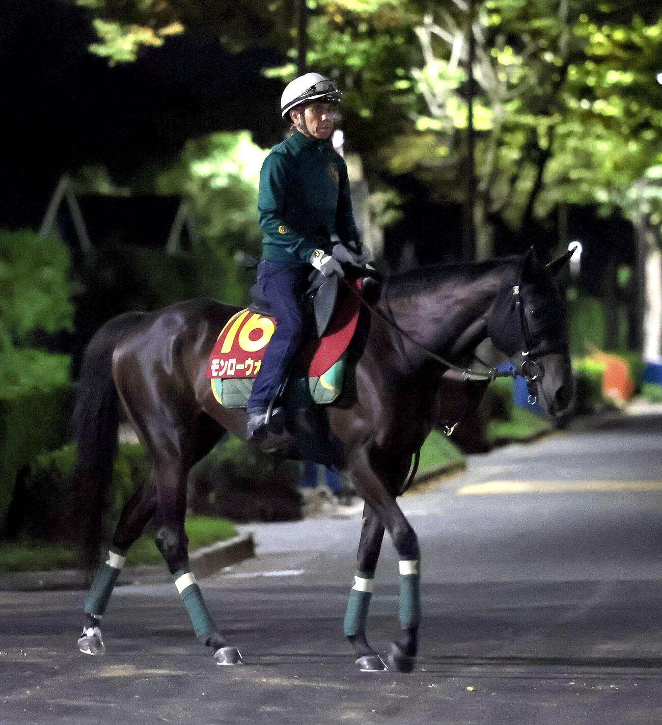 厩舎周りで運動するモンローウォーク（撮影・白石智彦）