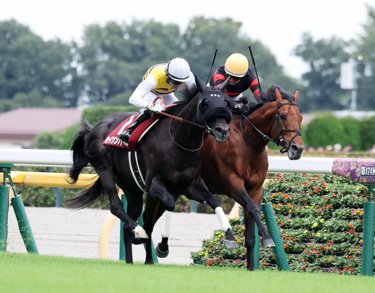 毎日王冠を制したセイウンハーデス（左）と2着のホウオウビスケッツ（2026年10月4日撮影）